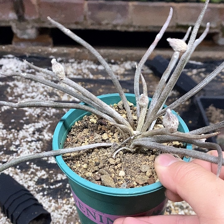 孤品实生大块根大美杜莎