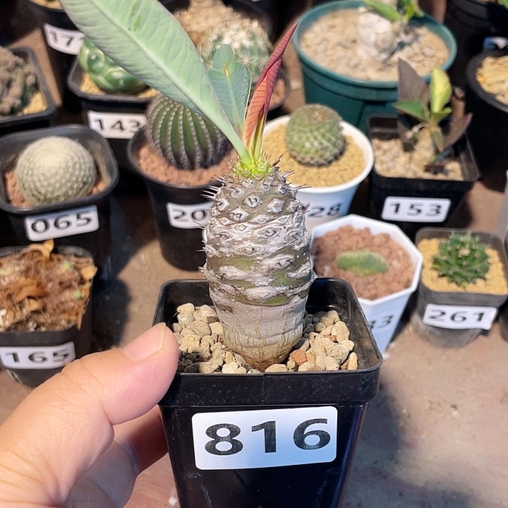 816瓶干麒麟大戟块根