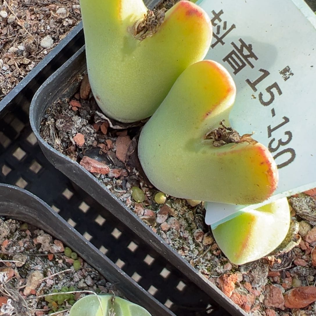 15-130毛胖子多肉植物