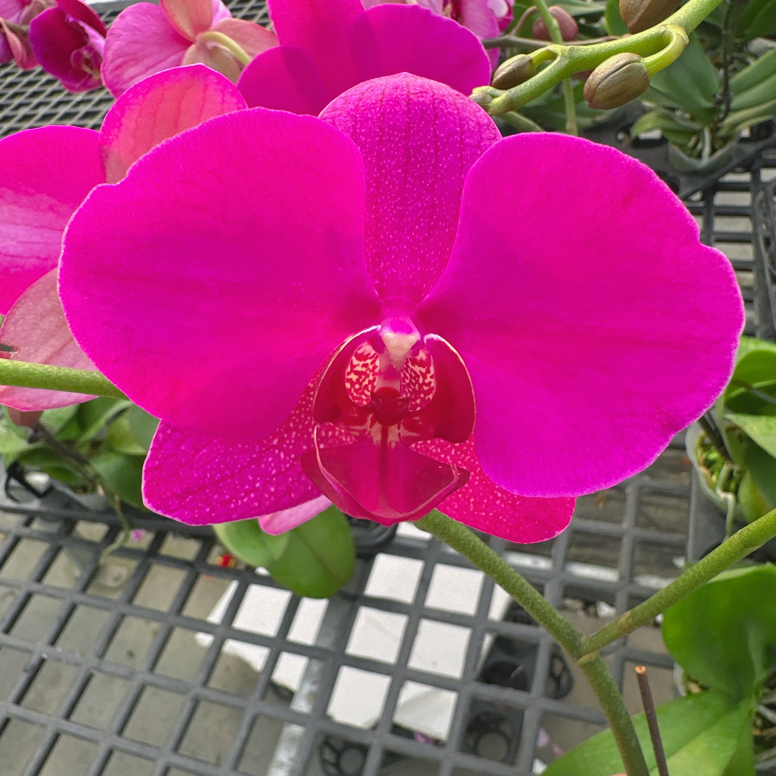 A3【惊鸿】高端精品蝴蝶兰室内盆栽/家庭花卉