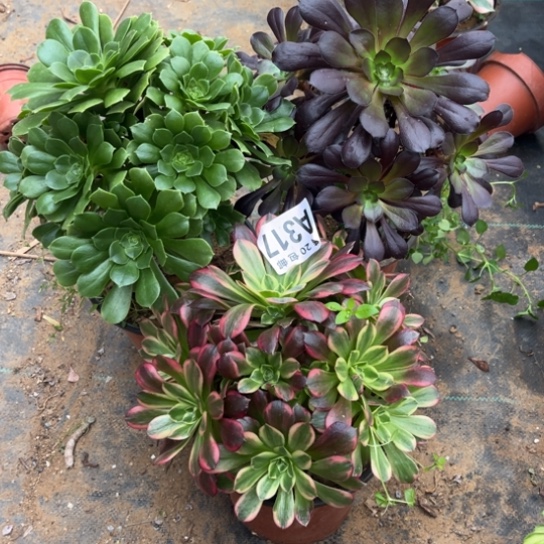 317三个法师不包断枝