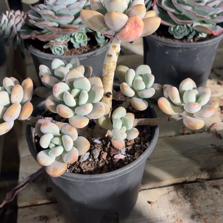 彩****多肉植物一物一拍