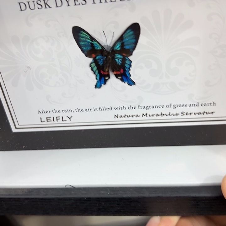 昊***吴蝴蝶标本定制246@