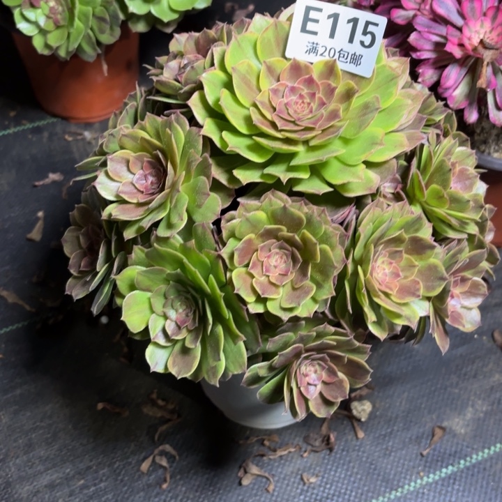 瑞妈一物一拍115