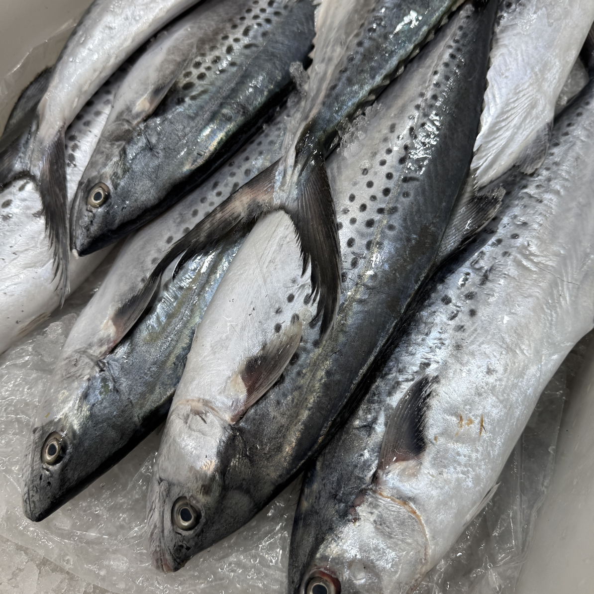 本港蓝点白腹马鲛新鲜上岸当天捕捞 现称链接