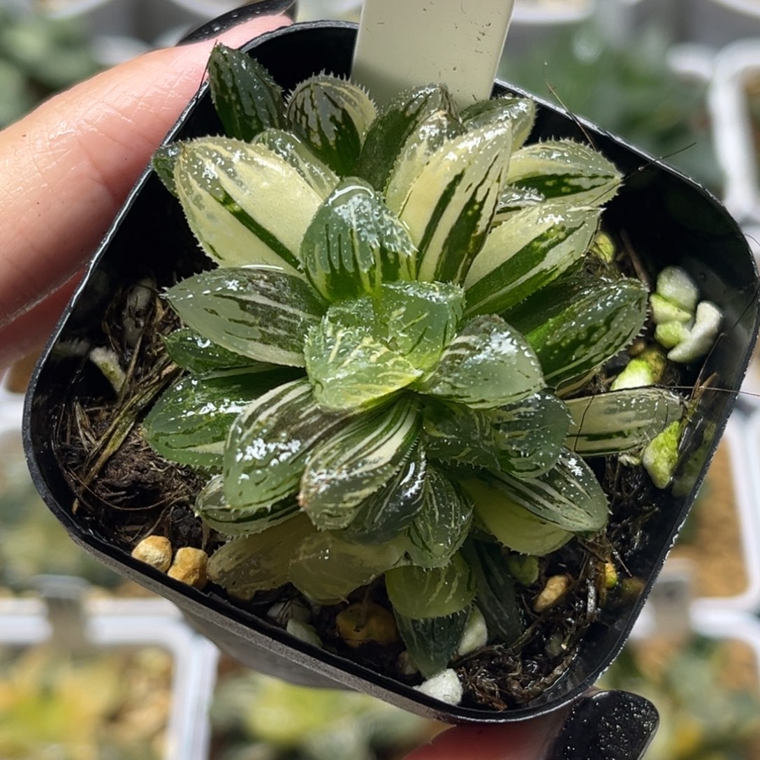 33群生魔刺锦福利专场