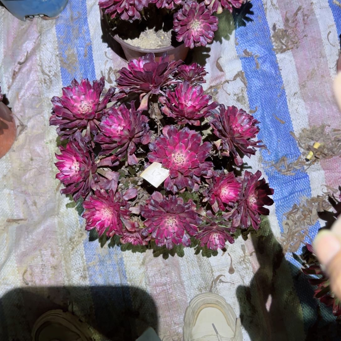 雪姬法师多肉521