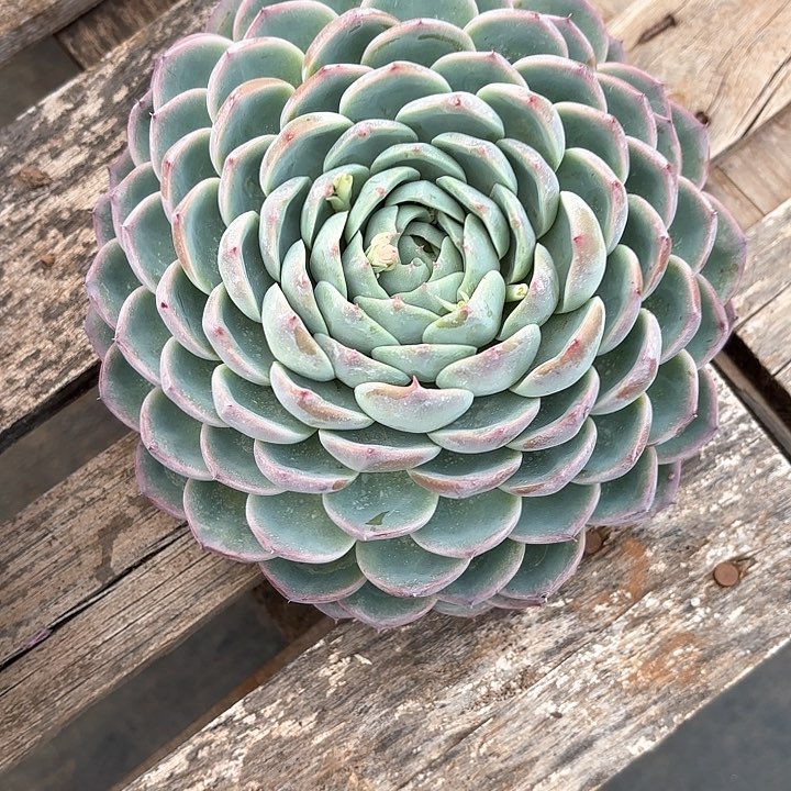 多肉植物，粉水晶