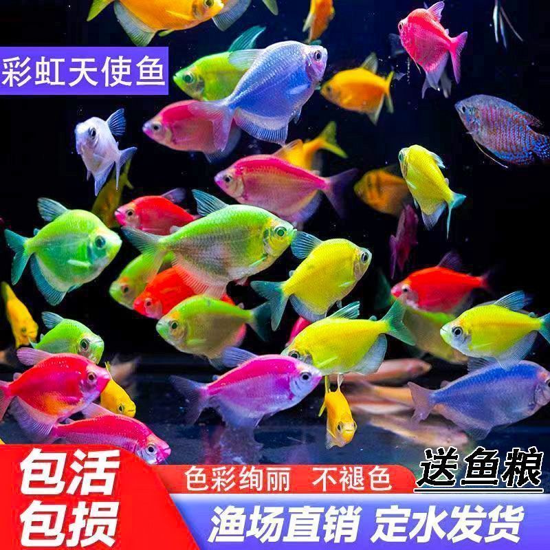小型天使七彩热带观赏鱼淡水鱼好养耐活群游