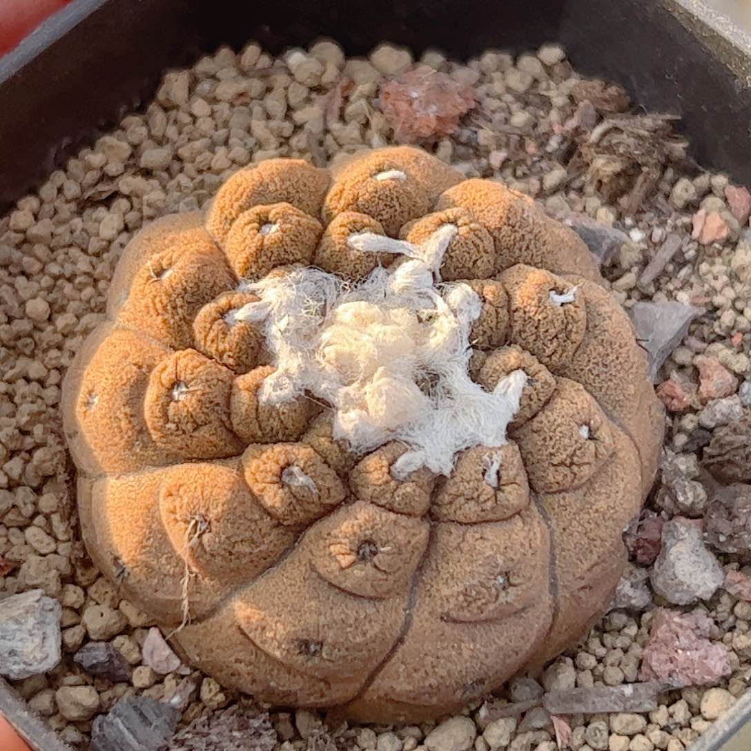 实生 蜥蜴皮仙人球