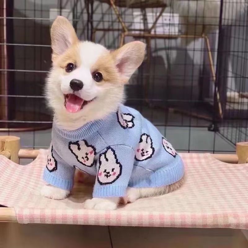 柯基幼犬活体狗狗小型黄白双色黑黄白三色柯基幼犬萌宠