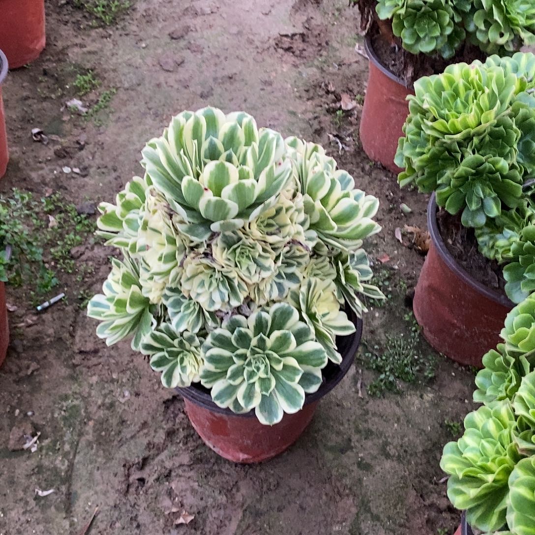 多肉植物十号迈巴赫