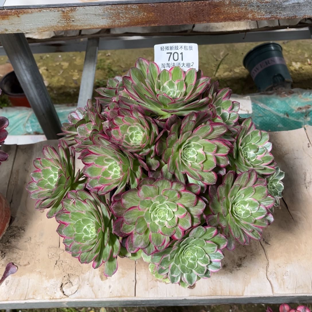 701芙蓉多肉植物法师