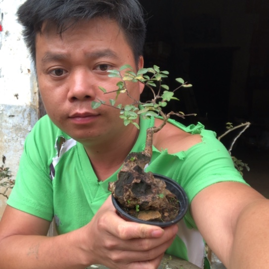 无花朵盆景盆栽植物