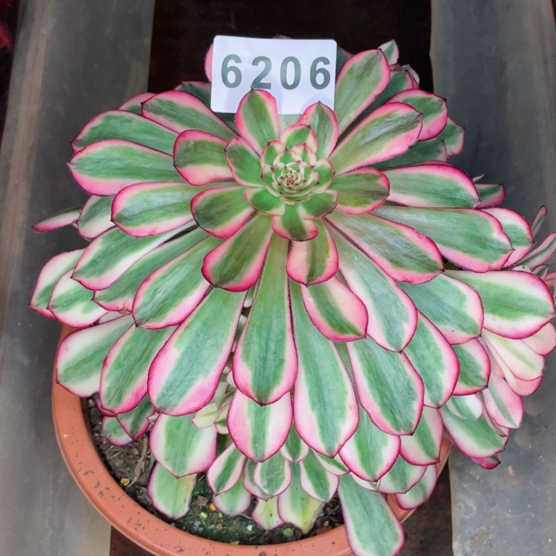 我***?白月光多肉发货