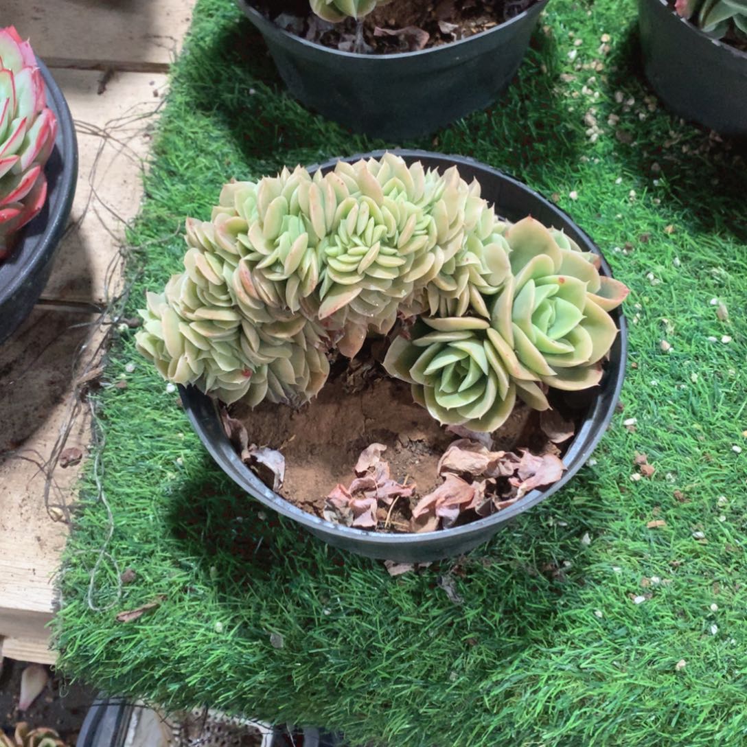 多肉植物星那塔缀