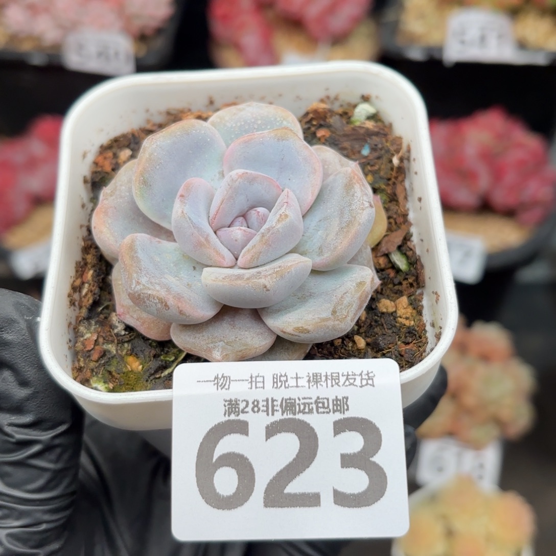 石化汉堡无盆土发货