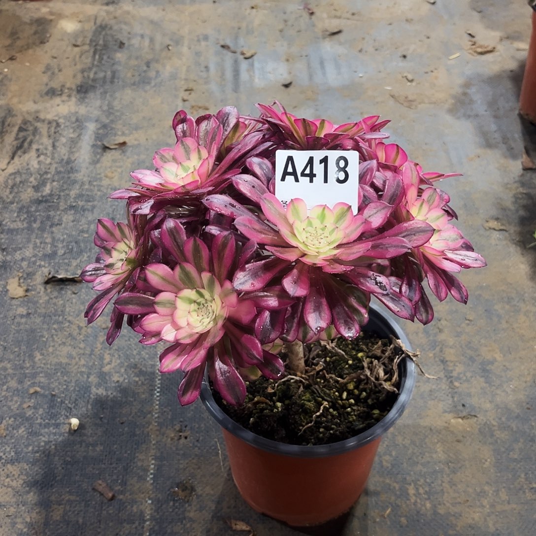 炫***€从林黑铜白418多肉