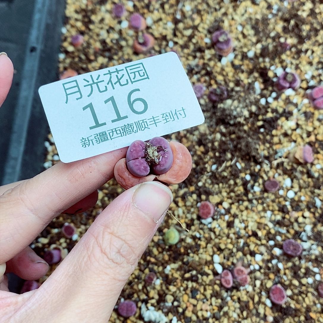 我还想和他们出去逛逛逛逛116
