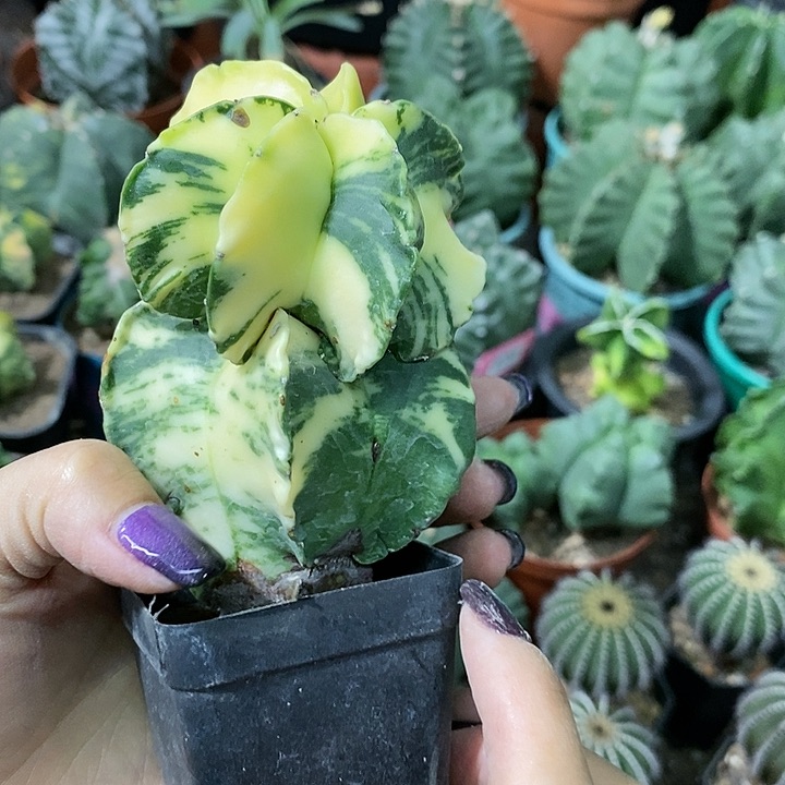 花花草草花花草草ji