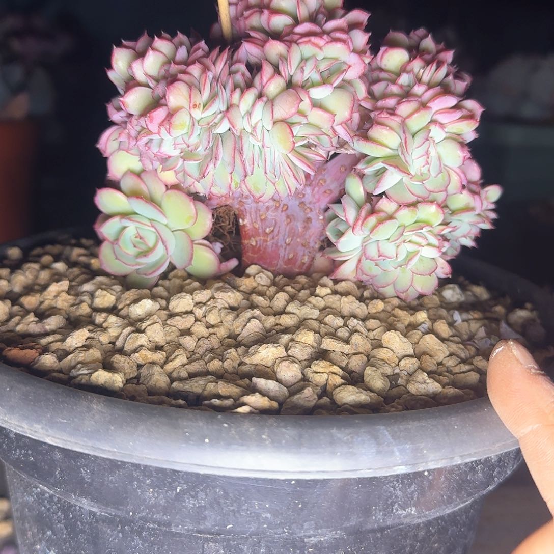 牡丹亭缀，一物一拍