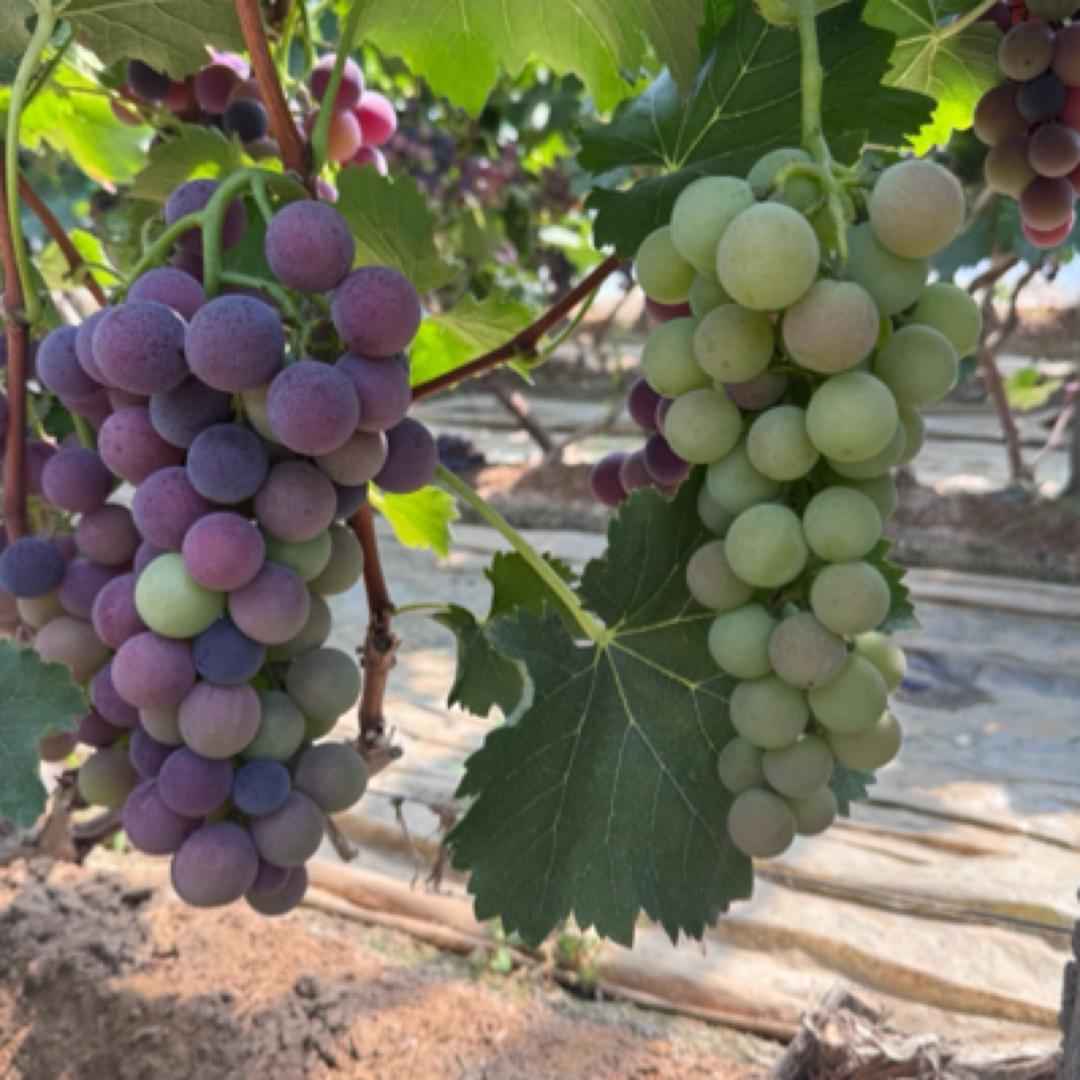 （老品种巨峰葡萄）巨峰葡萄自然成熟当季新鲜水果现摘现发顺丰发货