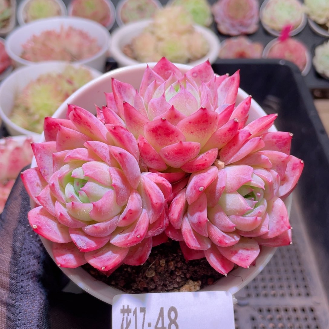 花利美17-48孤星群