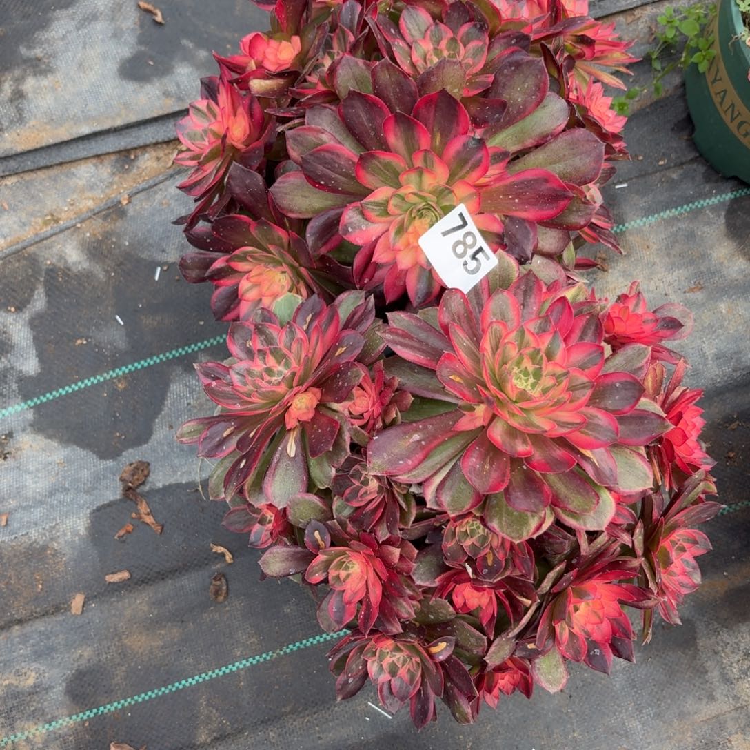 785两个黑膜锦多肉植物