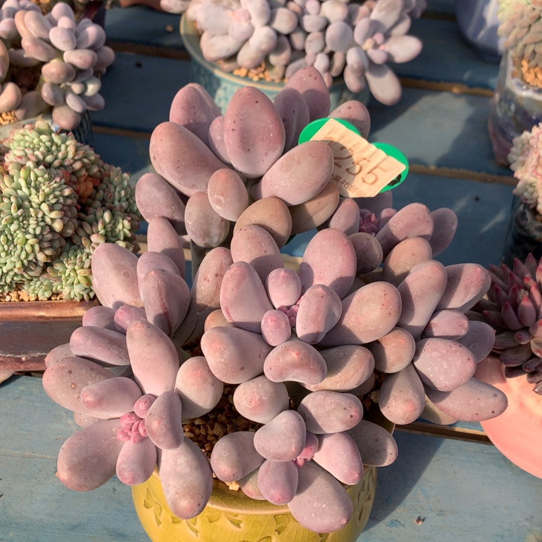 米可奶无砍老桩1255