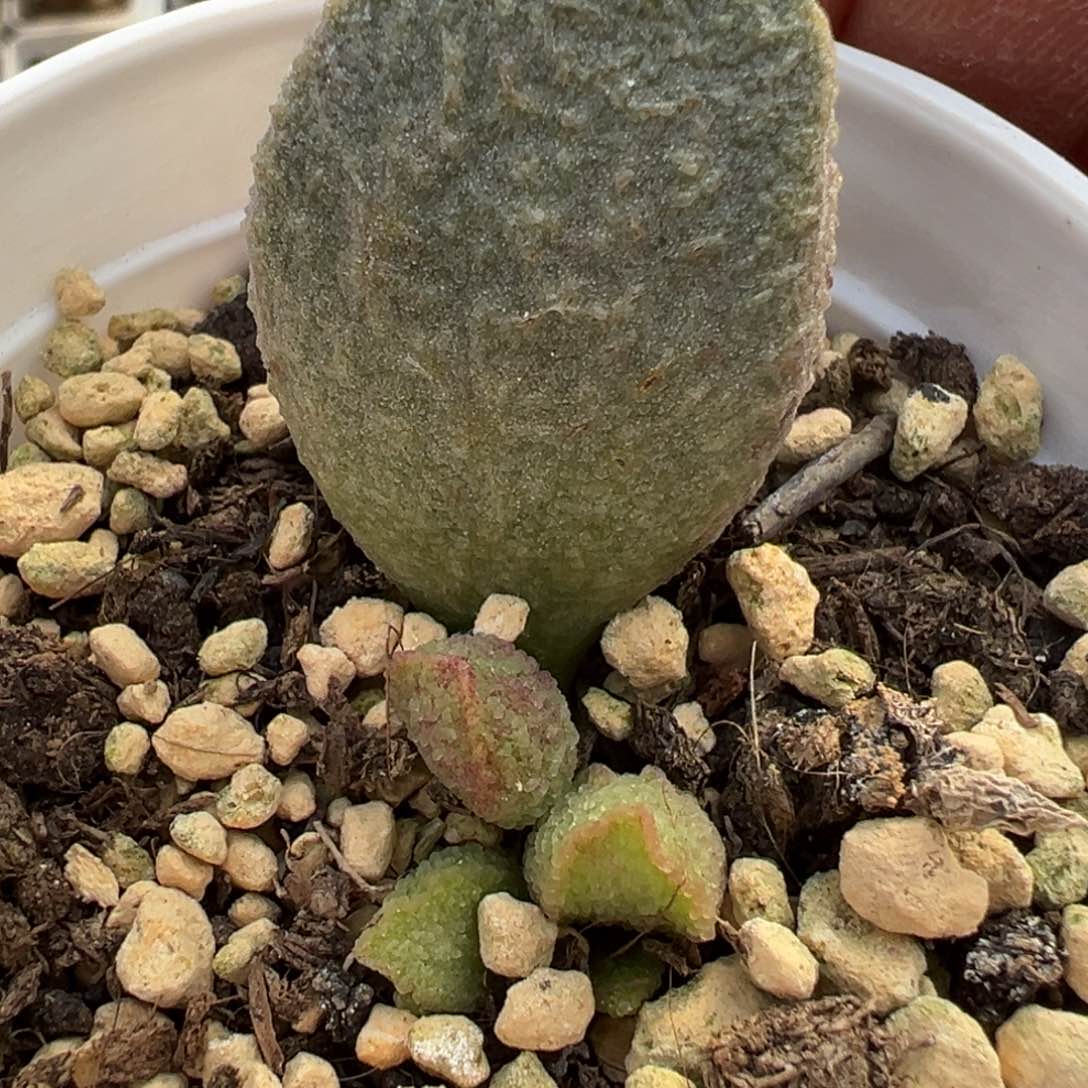 绿猪肝水泡多肉植物水泡