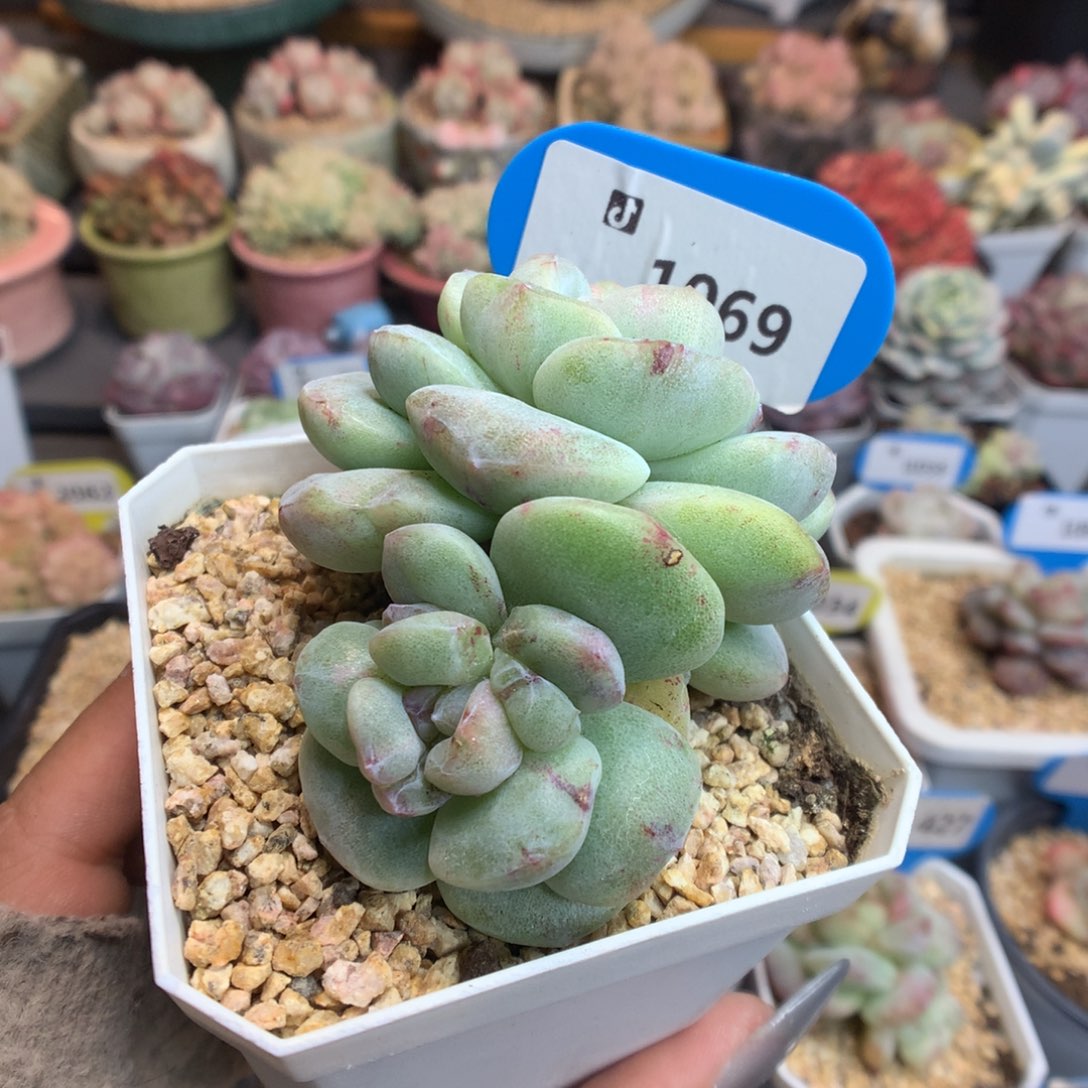 1069新年好冰玉石化