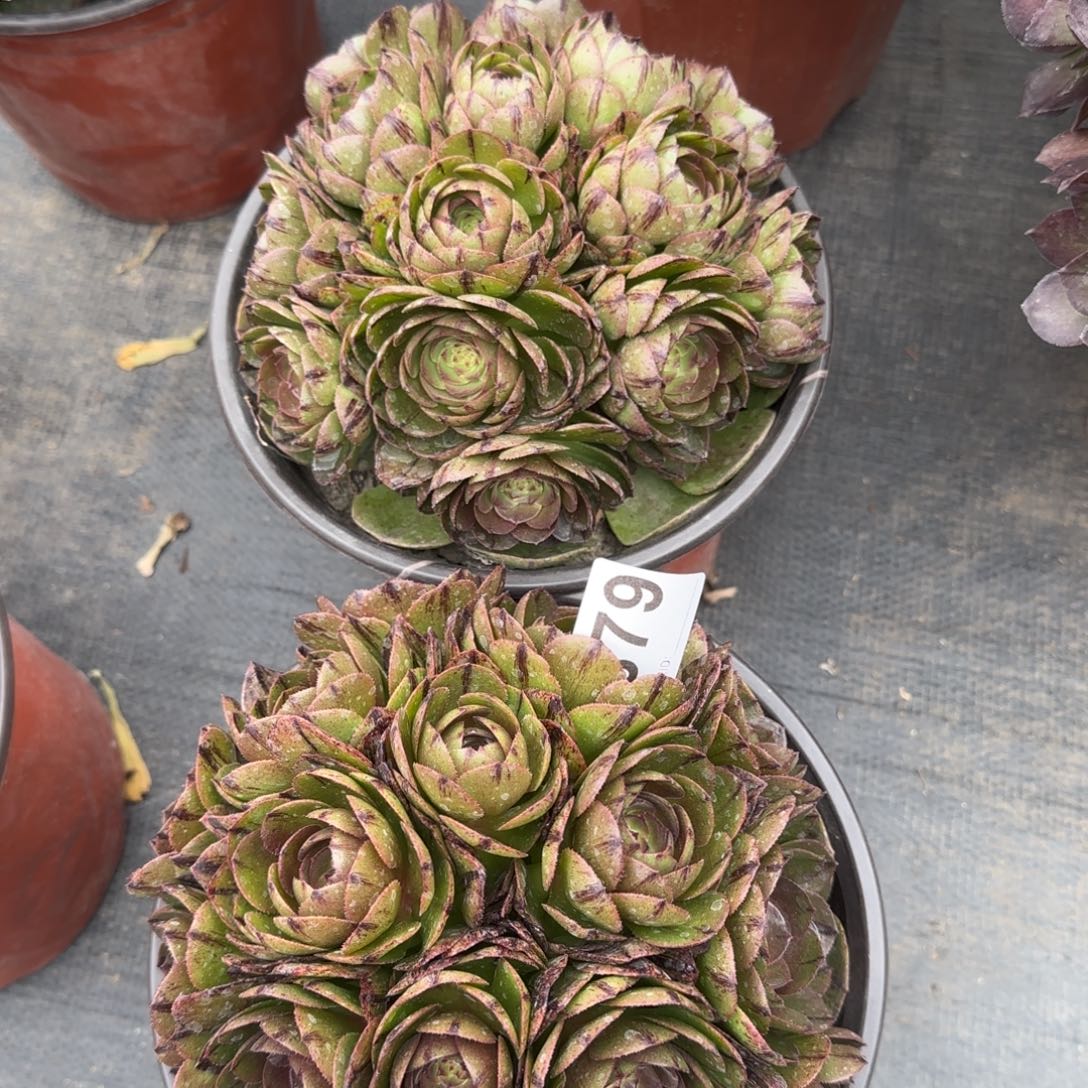 879多肉植物万拉丝