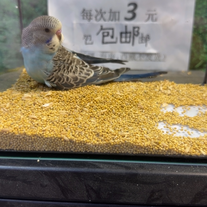 虎皮鹦鹉大头虎皮鹦鹉