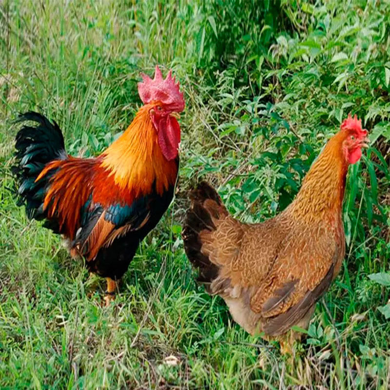 （毛重）1公1母180天广东清远散养走地鸡土鸡