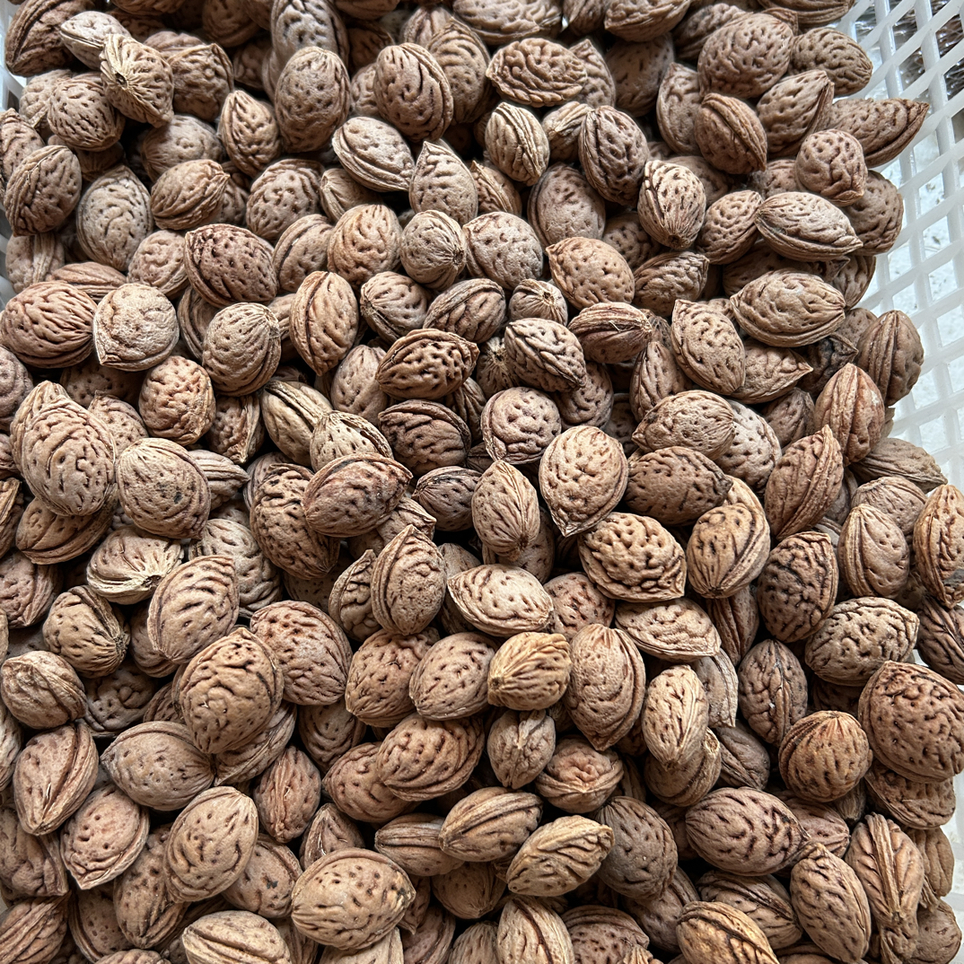 野生毛桃核 雕刻 做串专用 通货