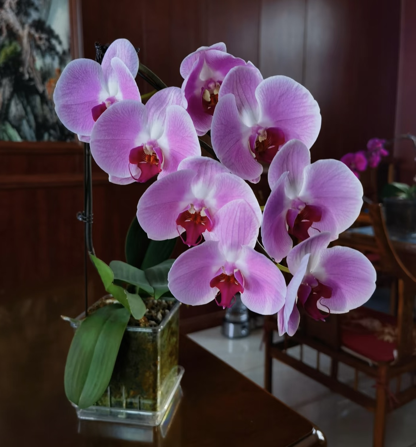 蝴蝶兰【大粉花】 爆根大杯（无花）大花型 超长花期