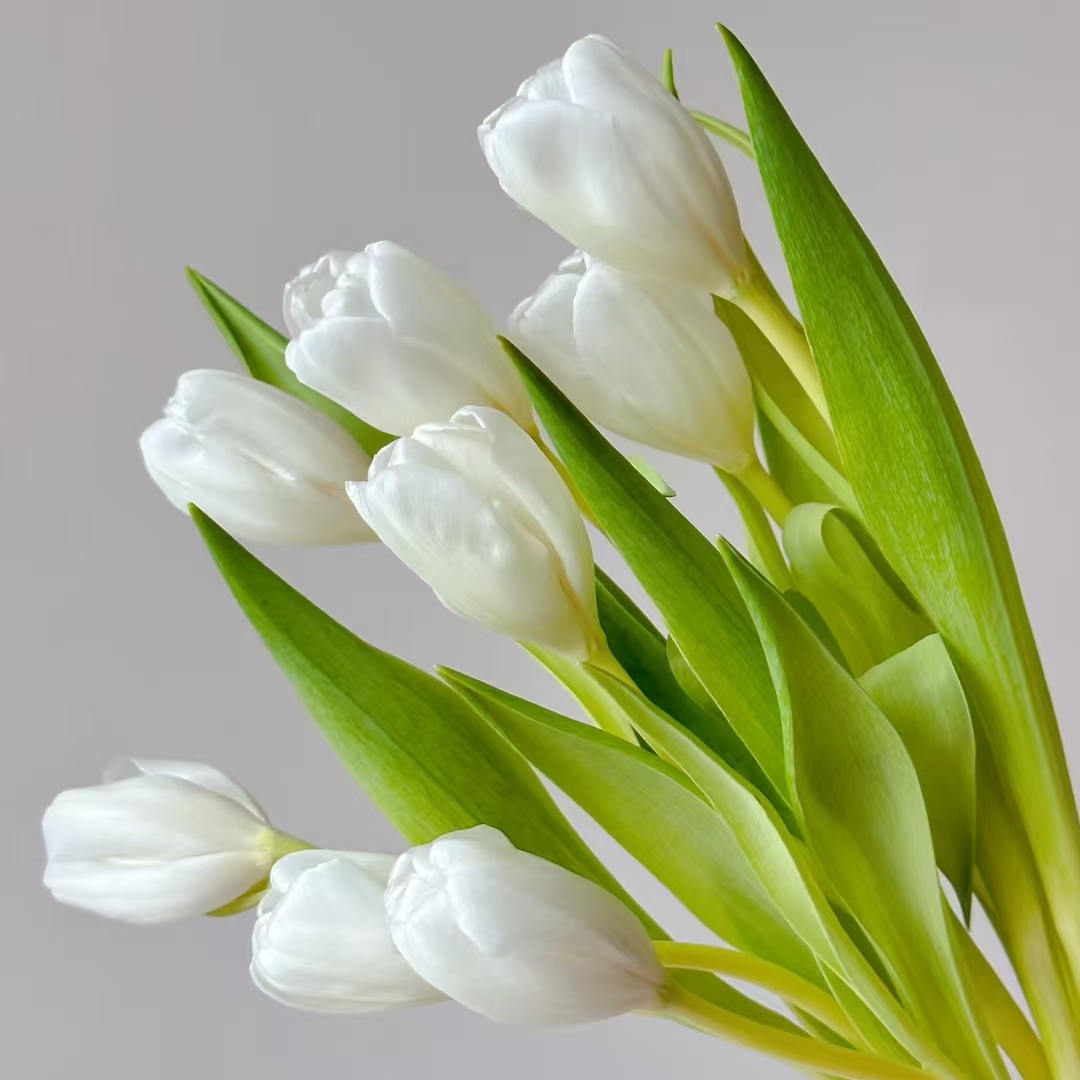 [海盛] 10枝海盛云朵郁金香小花苞20cm会长个【两单顺丰或京东】