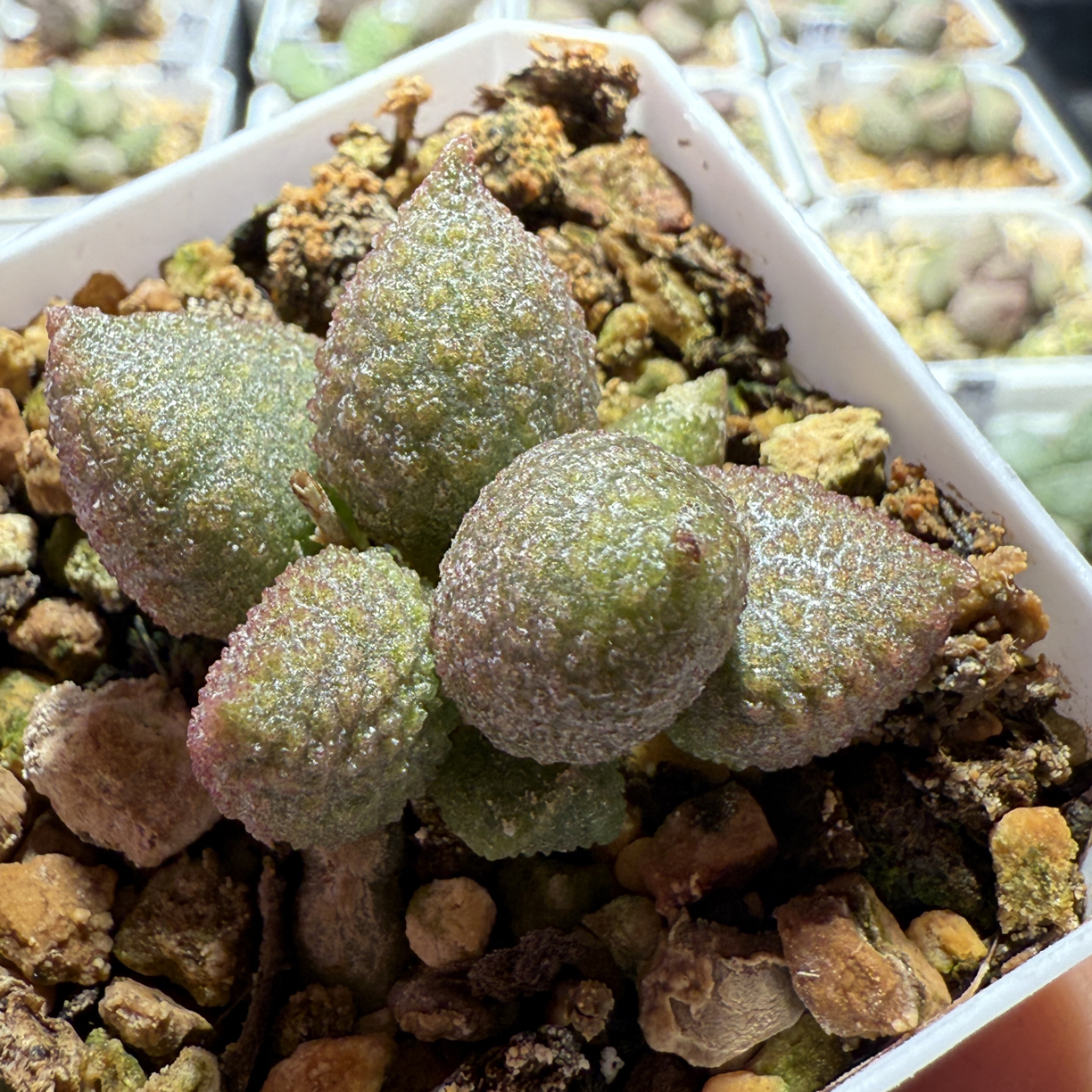 盲盒水泡，带盆发货满88包顺丰