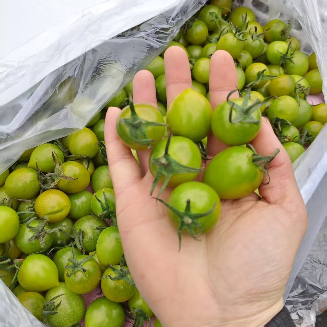 果切青口蜜青甜小番茄380克一盒绿番茄，番茄中的小清新