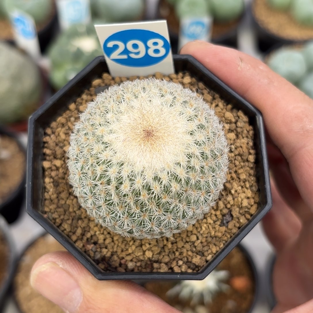 298实生月世界带盆带土