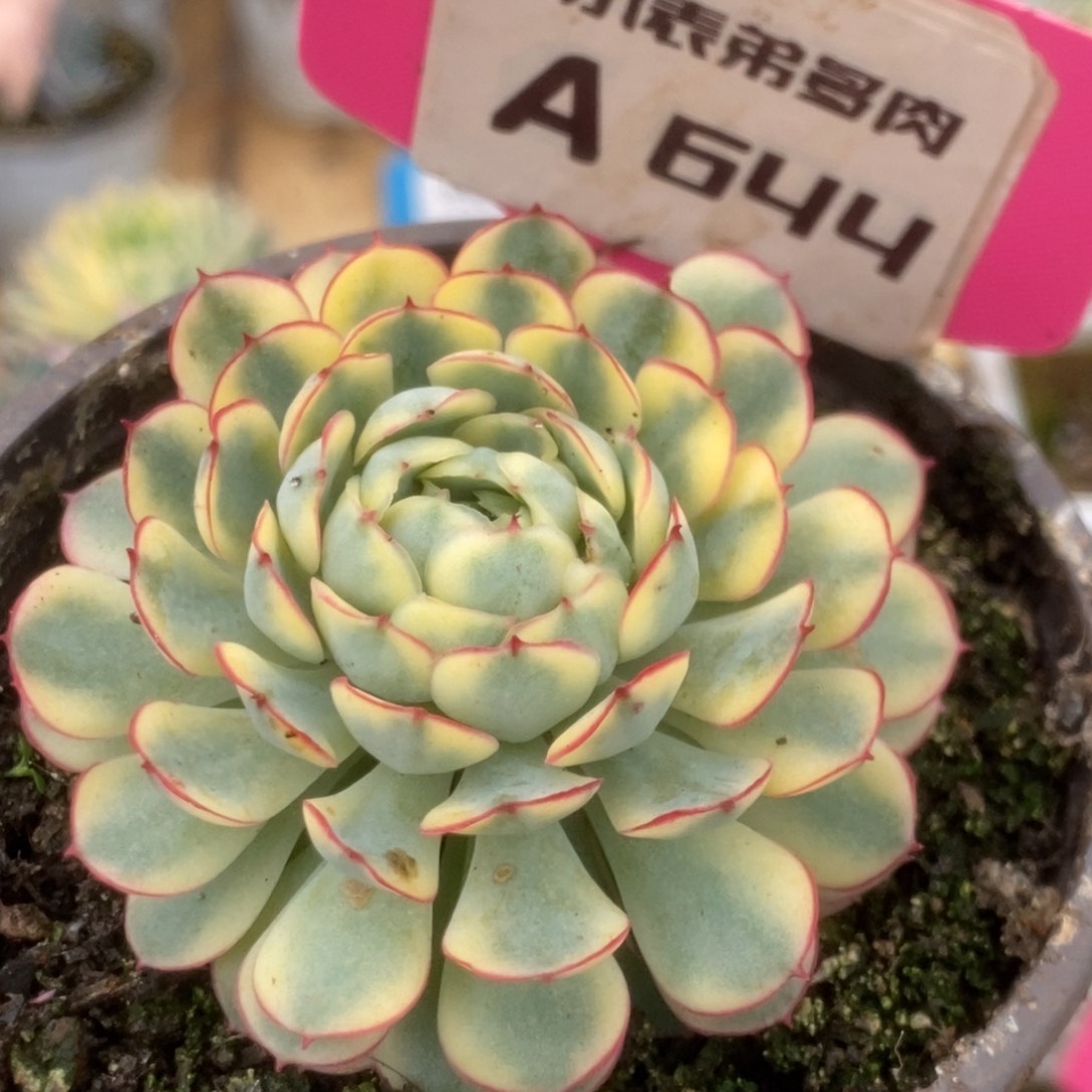 644黄覆轮梦幻玫瑰锦
