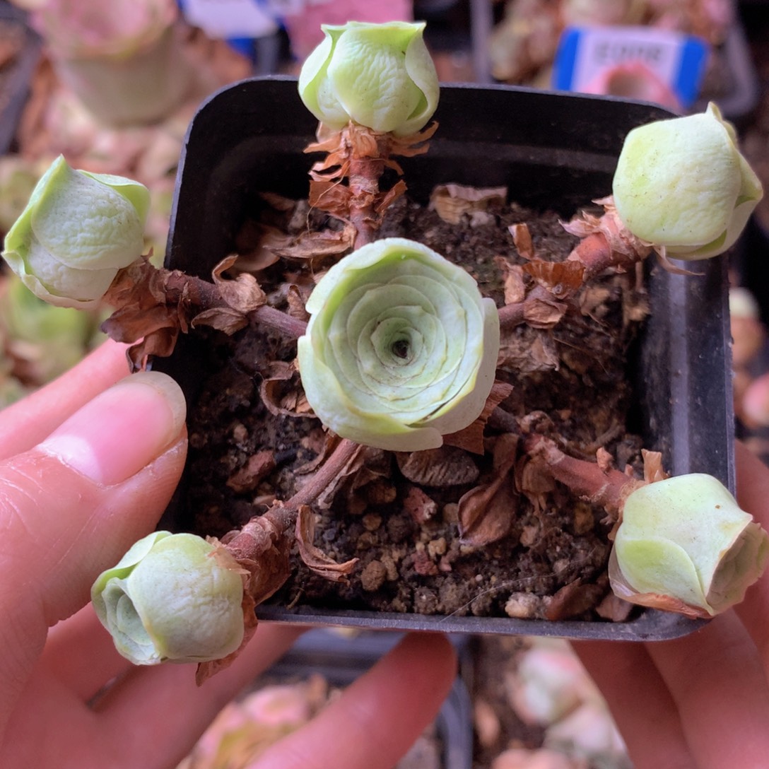 一物一拍星辰福利051