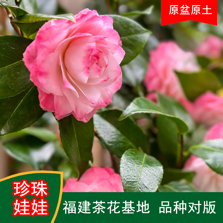 珍珠娃娃山茶花盆栽带花苞好养活适合室内外阳台庭院福建基地花卉