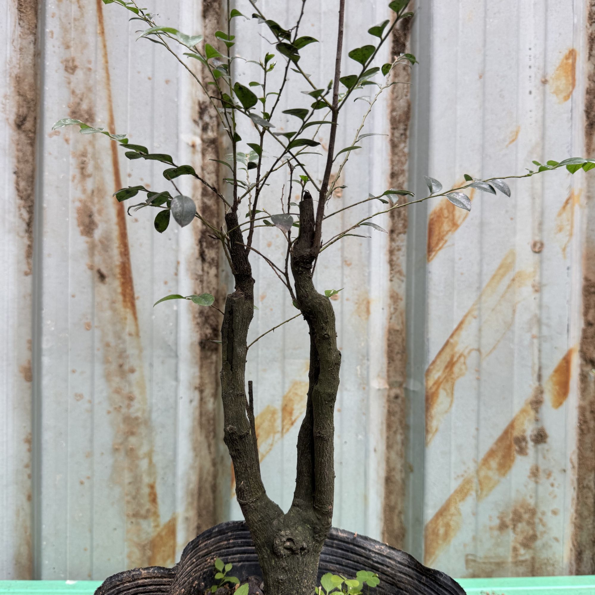 室内盆栽黑骨茶D23