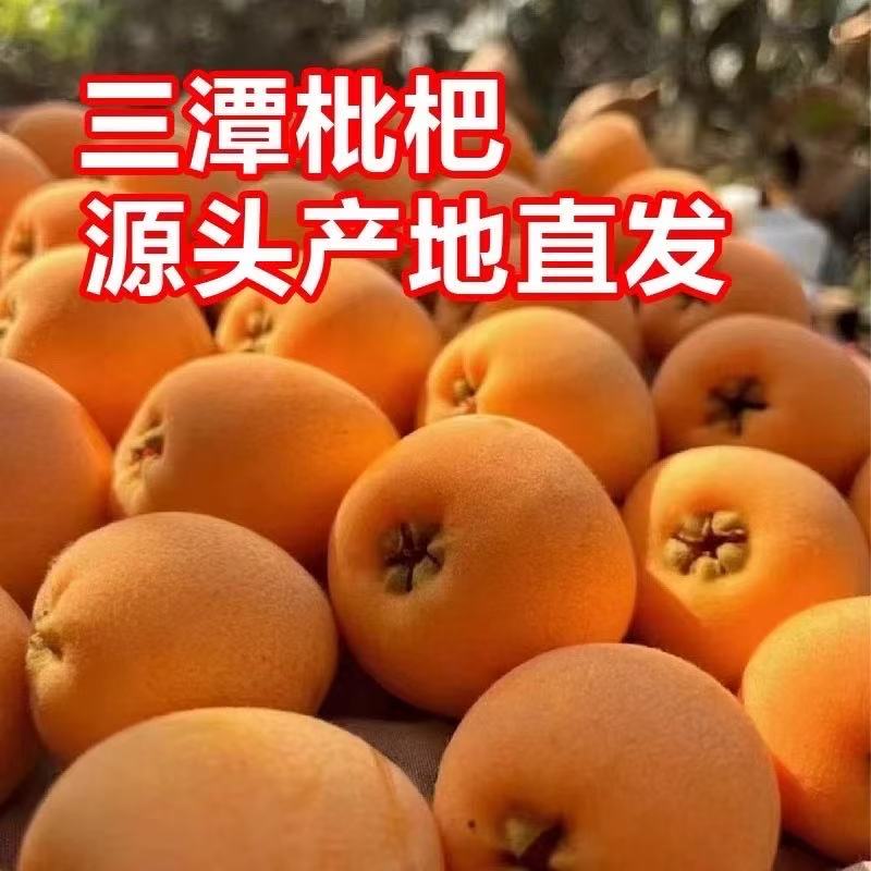 K【普通包装】3斤/5斤 农家土枇杷 当季香甜 水果 新鲜 现摘现发 黄山歙县 三潭枇杷 