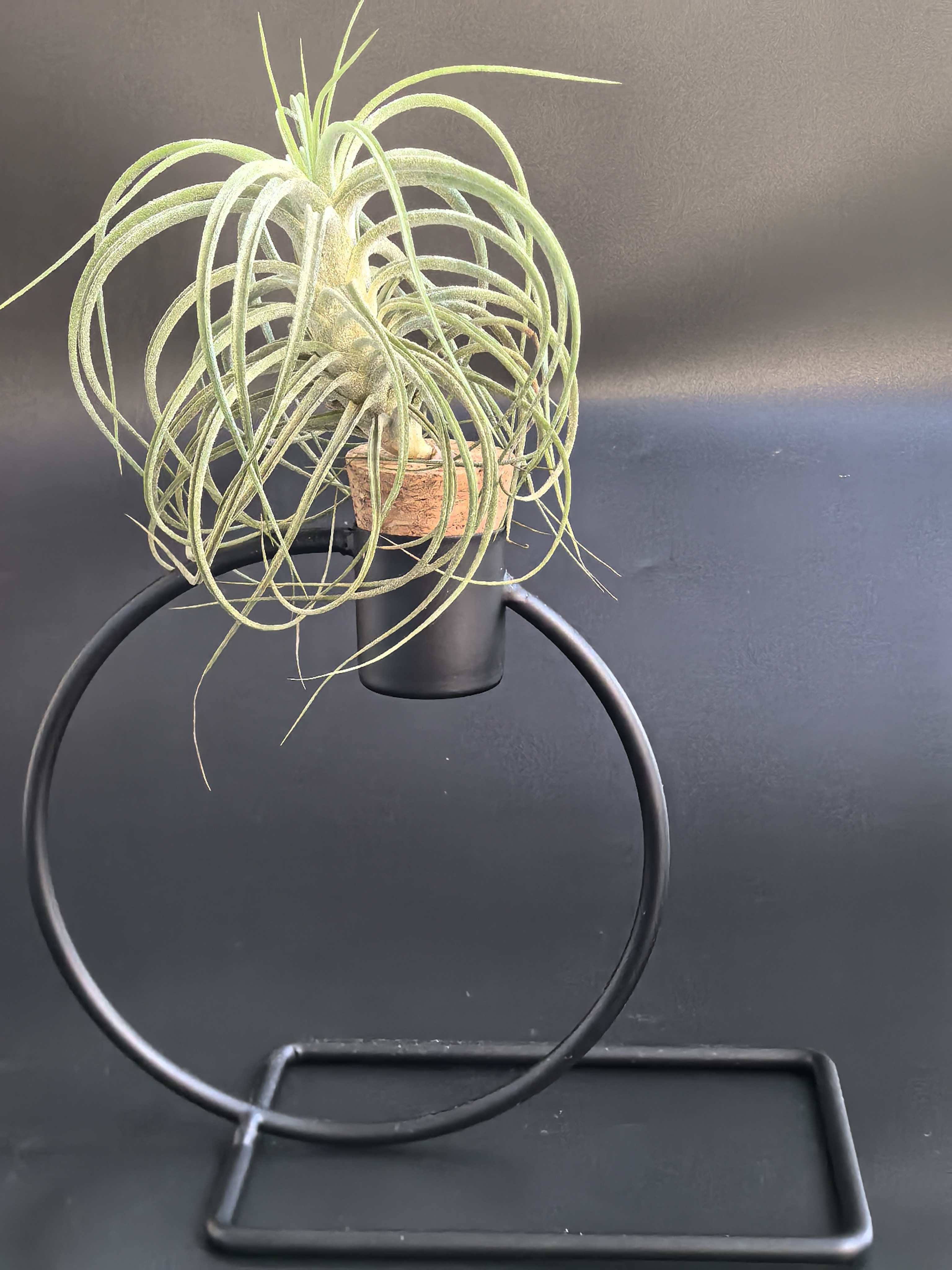 留恋  家居绿植 神奇的空气凤梨 趣味国风设计