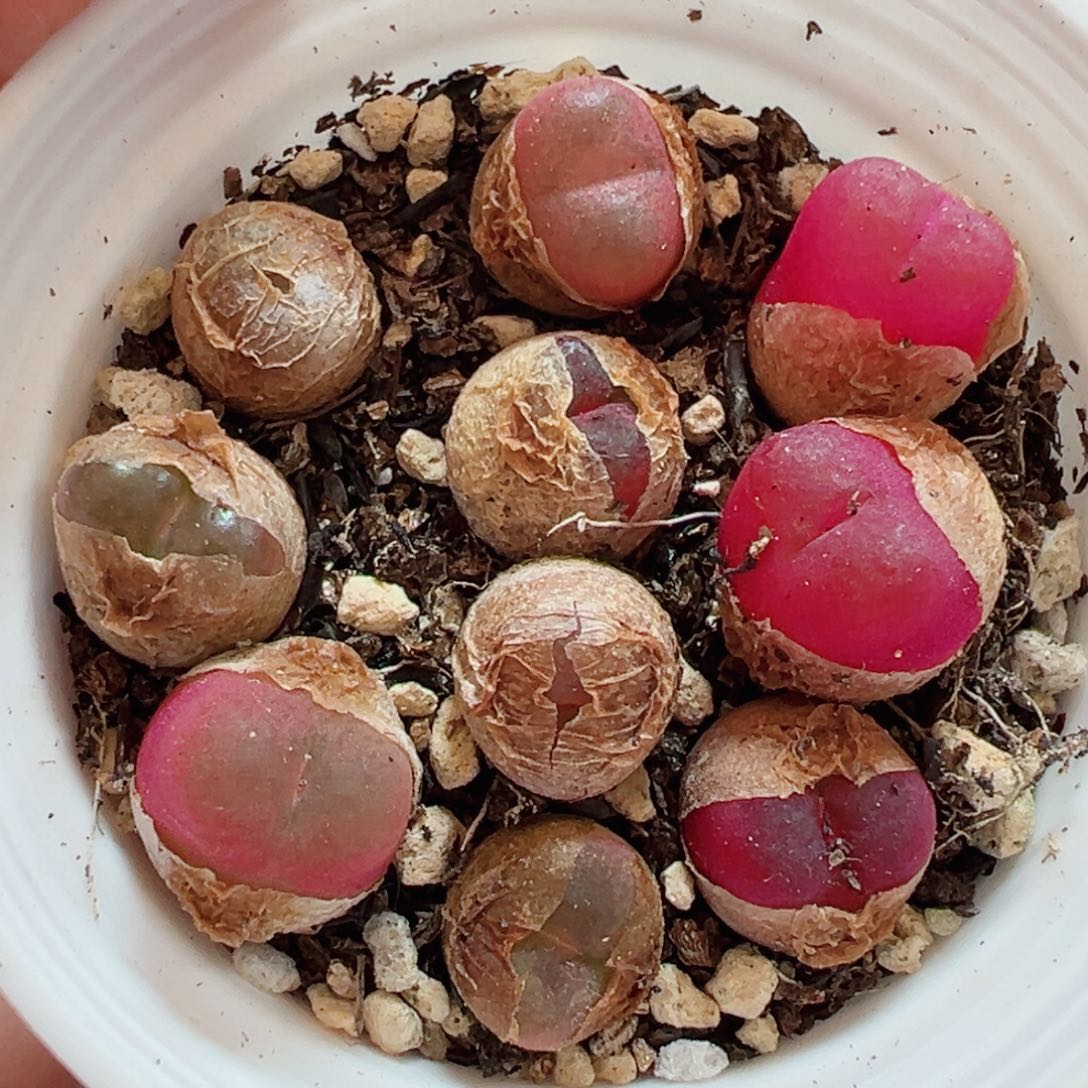 68超毛一盒10颗带盆