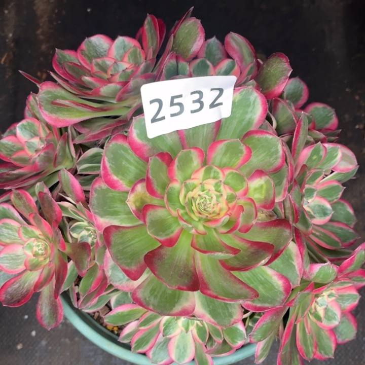 孔雀翎特价多肉发货