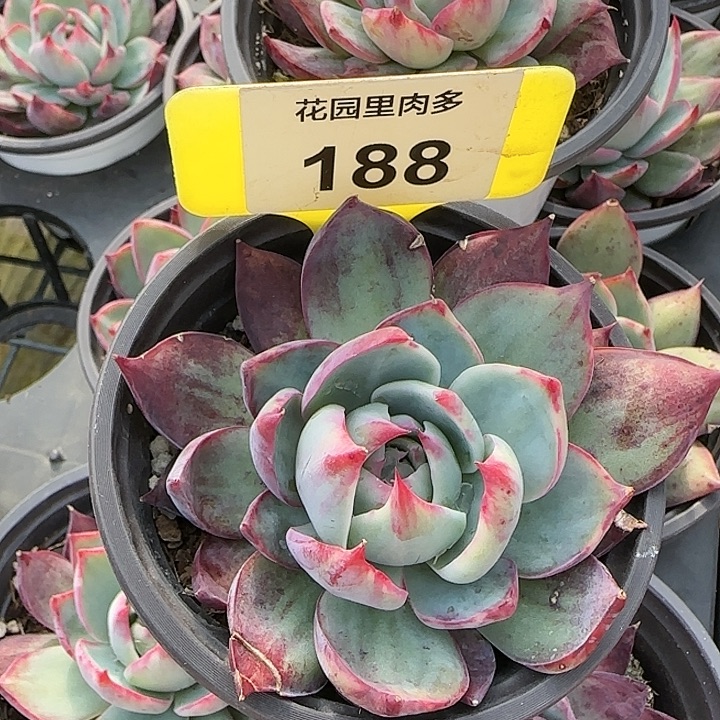 188 惊鸿仙子多肉植物6-9cm