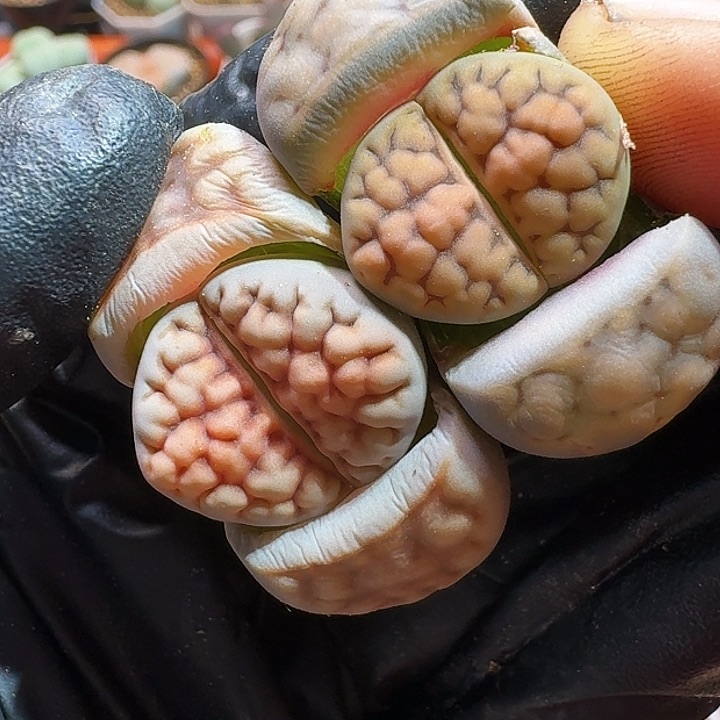 生石花11111111。   238